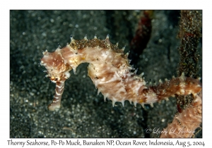 Thorny Seahorse