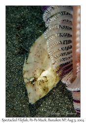 Spectacled Filefish juvenile