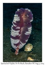 Spectacled Filefish juvenile