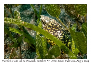 Marbled Snake Eel