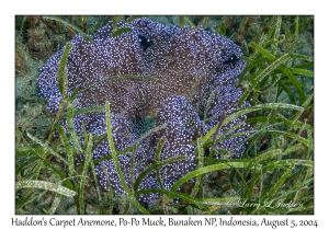 Haddon's Carpet Anemone