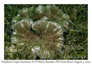 Haddon's Carpet Anemone