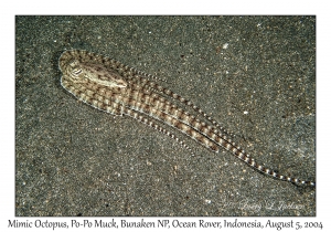 Mimic Octopus