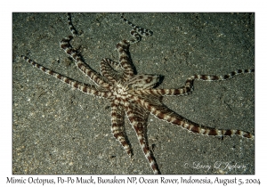 Mimic Octopus