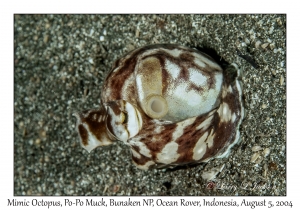 Mimic Octopus