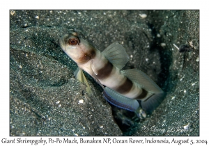 Giant Shrimpgoby