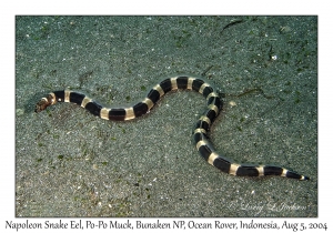 Napoleon Snake Eel