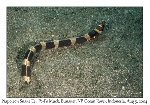 Napoleon Snake Eel