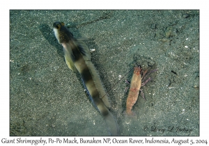 Giant Shrimpgoby
