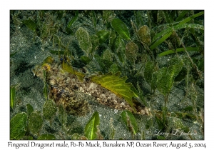 Fingered Dragonet male