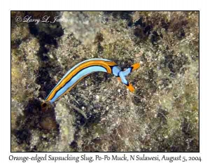 Orange-edged Sapsucking Slug