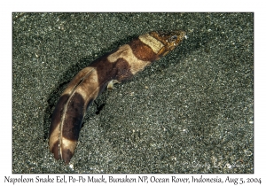 Napoleon Snake Eel
