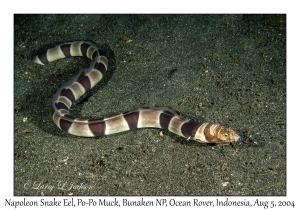 Napoleon Snake Eel