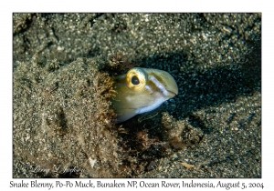 Snake Blenny