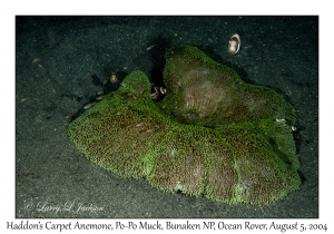 Haddon's Carpet Anemone