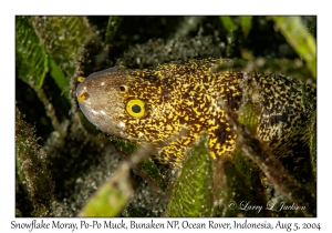 Snowflake Moray