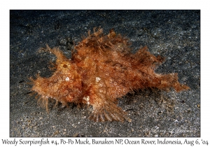 Weedy Scorpionfish