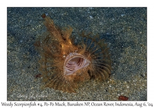 Weedy Scorpionfish