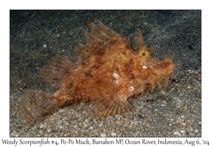 Weedy Scorpionfish