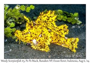 Weedy Scorpionfish