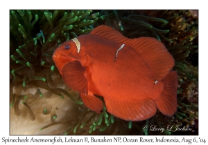 Spinecheek Anemonefish