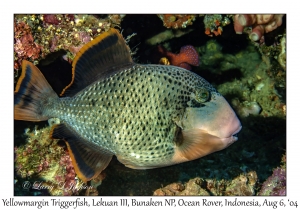Yellowmargin Triggerfish