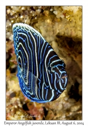 Emperor Angelfish juvenile