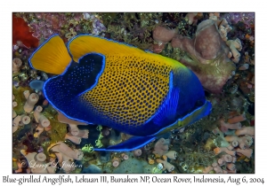 Blue-girdled Angelfish