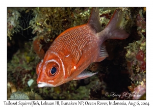 Tailspot Squirrelfish