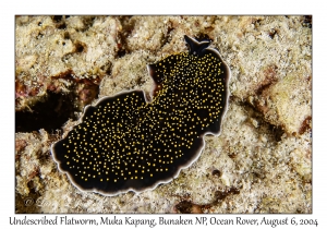 1227#0276 Thysanozoon sp 1 - Undescribed Flatworm, Muka Kapang, Bunaken NP, Ocean Rover, Indonesia, Aug 6, 2004