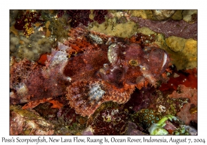 Poss's Scorpionfish