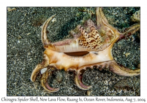 Chiragra Spider Shell