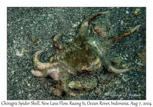 Chiragra Spider Shell