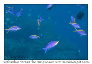Purple Anthias