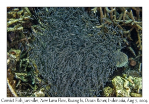 Convict Fish juveniles