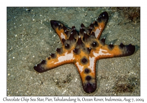 Chocolate Chip Sea Star
