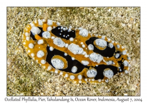 Ocellated Phyllidia