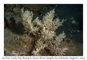 Sea Fan