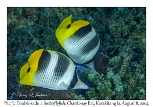 Pacific Double-saddle Butterflyfish