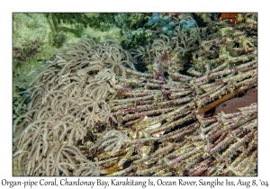 Organ-pipe Coral