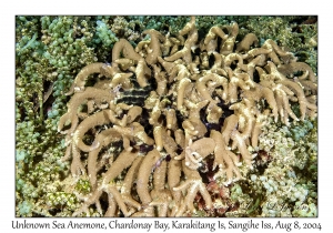 Unknown Sea Anemone