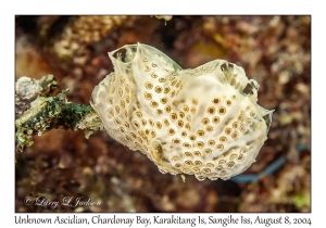 Unknown Ascidian