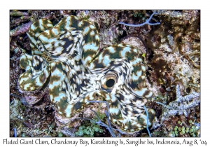 Fluted Giant Clam
