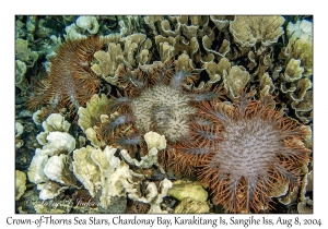 Crown-of-Thorns Sea Stars