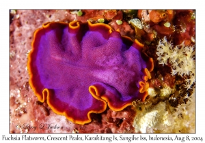 Fuchsia Flatworm