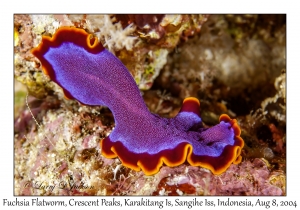 Fuchsia Flatworm
