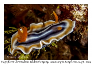 Magnificent Chromodoris