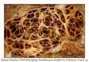 Sponge Osculum