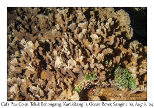 Cat's Paw Coral