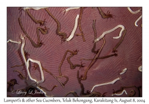 Lampert's Sea Cucumber & other